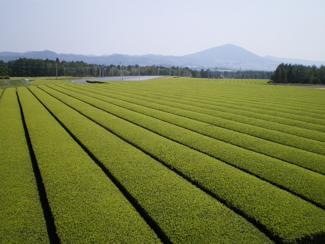 知覧茶の特徴｜深蒸し茶で有名なブランド茶。値段や入れ方についても | CHANOYU