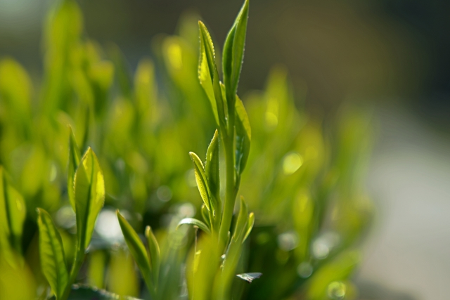 北限 の お茶