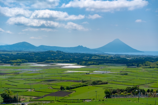 鹿児島茶 とは