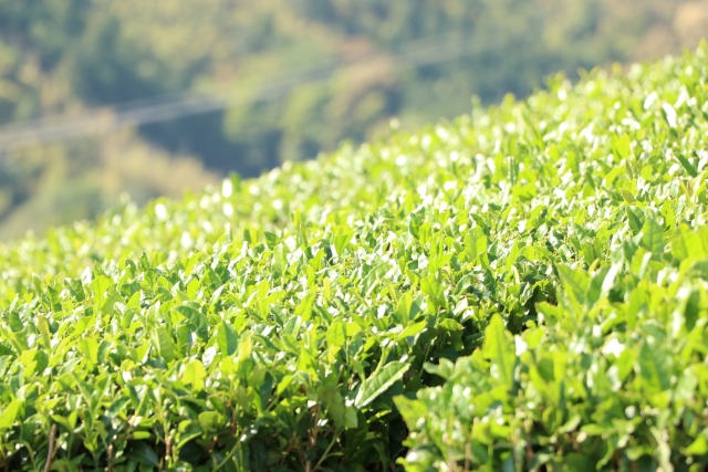 静岡 島田 市 お茶