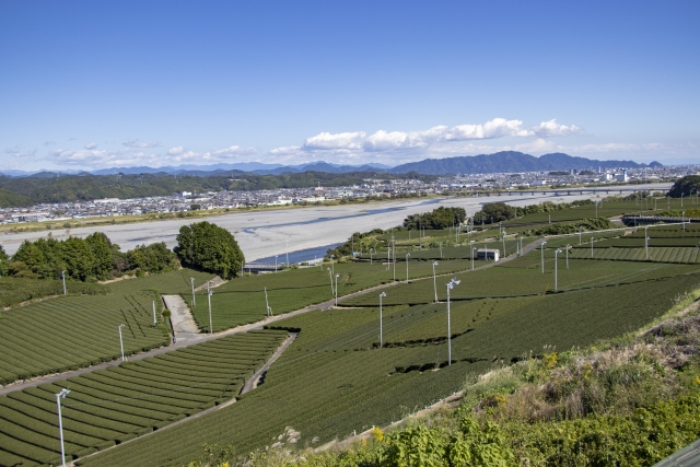 島田 市 茶