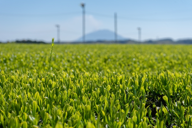 霧島茶 とは